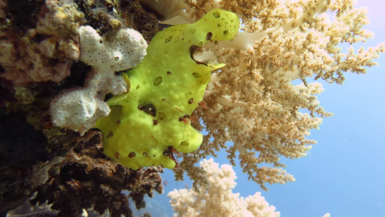 Sport & Freizeit Shams Alam Beach Resort