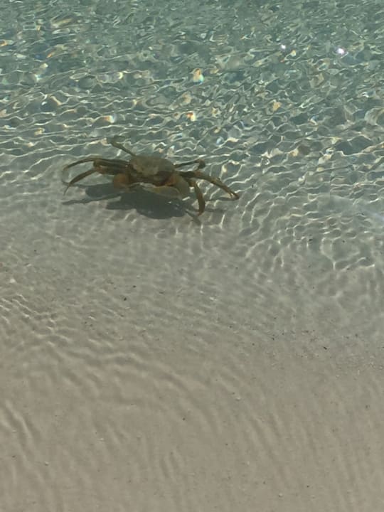 Strand Meeru Maldives Resort Island