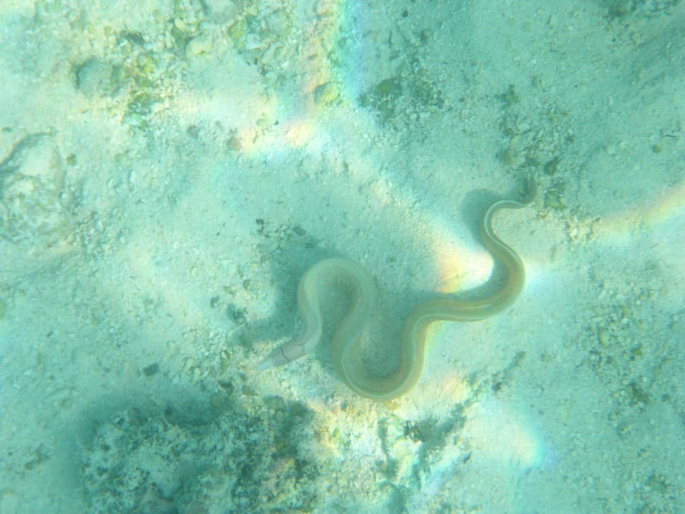 Muräne in Trou aux Biches Veranda Pointe aux Biches Hotel