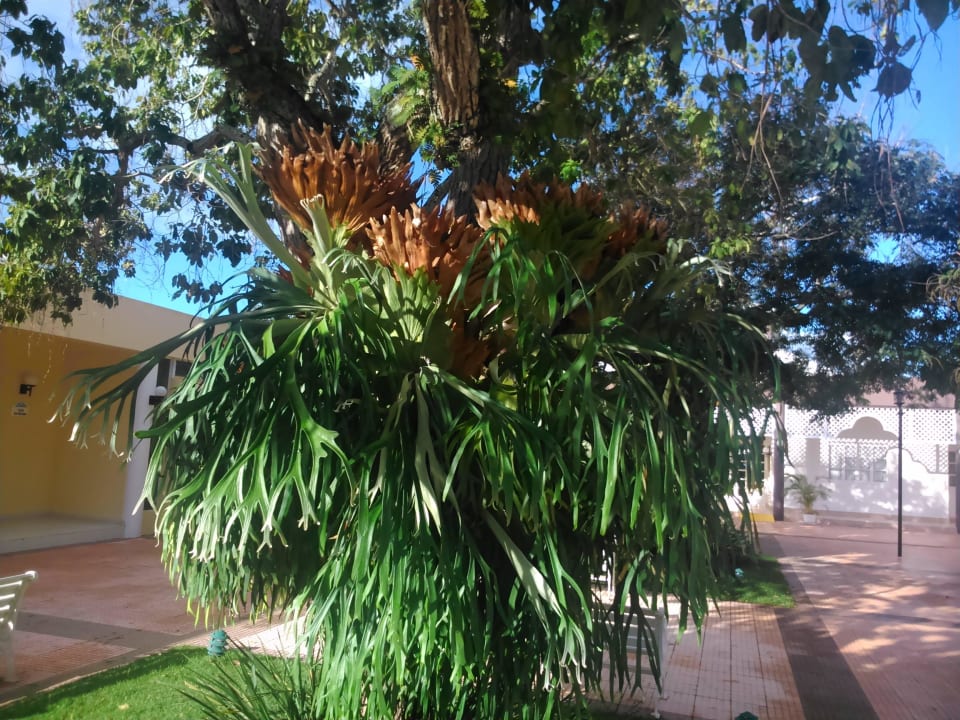 Bei uns im Blumentopf Puerto Plata Village