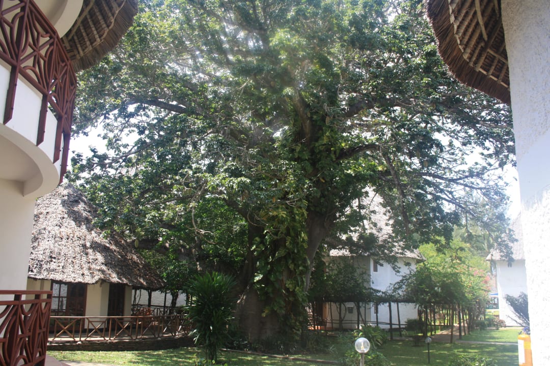 Affenbrotbaum Neptune Paradise Beach Resort & Spa