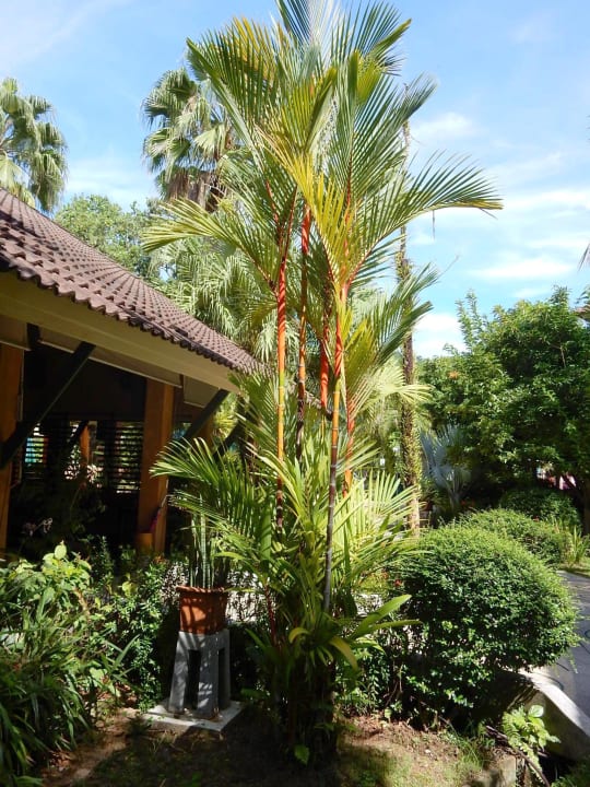 Gartenanlage Baan Khaolak Beach Resort