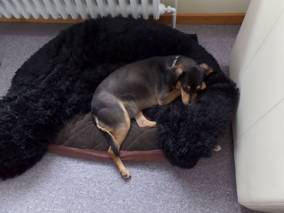 Wohlfühlhotel auch für kleine Hunde Hotel Wagenknecht