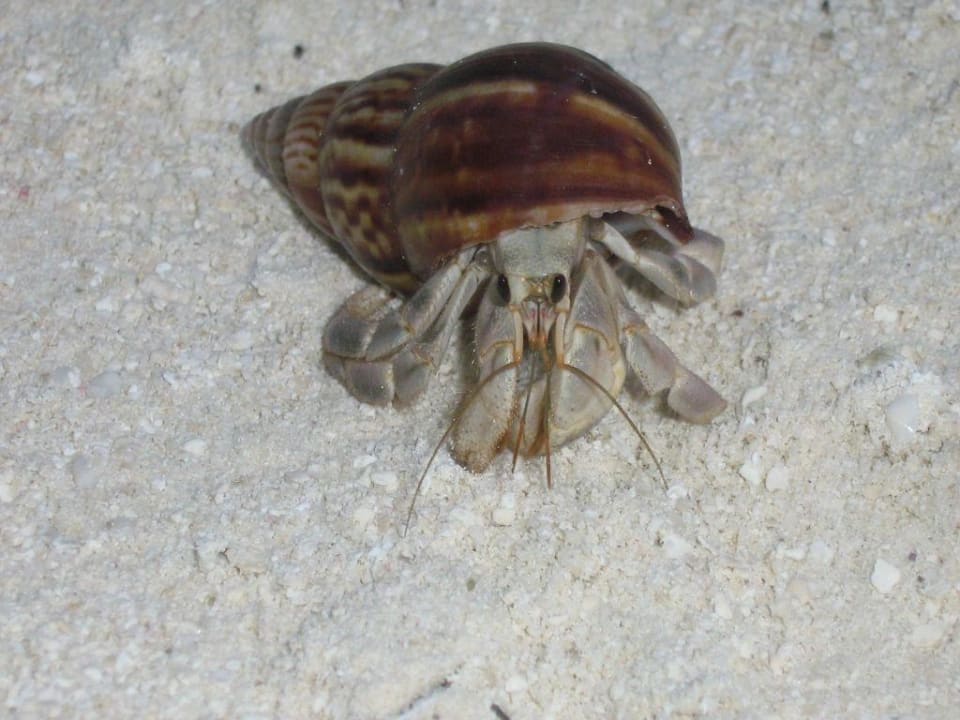 Bernard l'hermite sur plage Meeru Maldives Resort Island