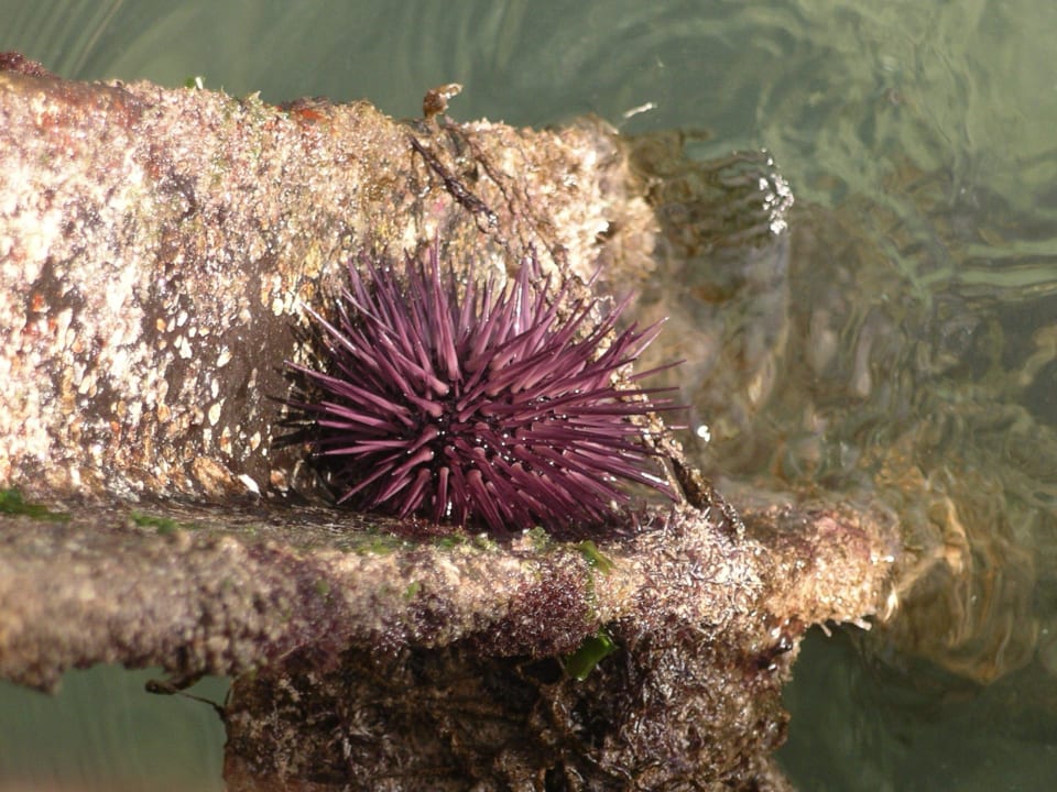 Seeigel Le Meridien Ile Maurice