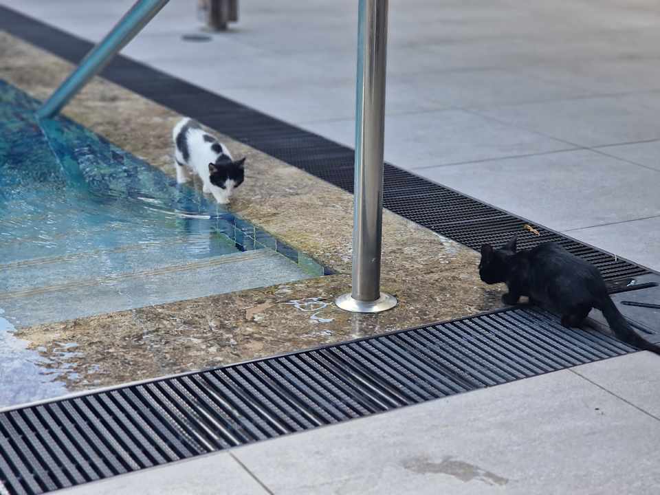 Pool Hotel Orfeus Park