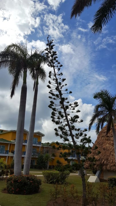 Gartenanlage Melia Las Antillas - Adults only