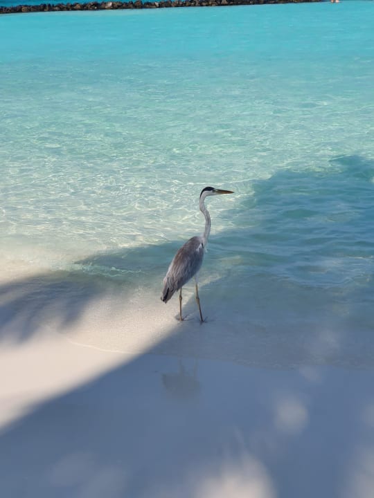 Strand Summer Island Maldives