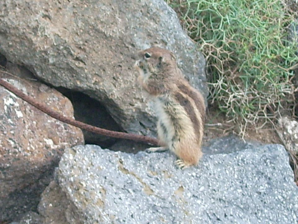 Streifenhörnchen neben dem Hotel Iberostar Selection Fuerteventura Palace