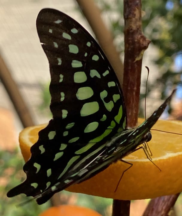 Sonstiges Tropical Islands Resort