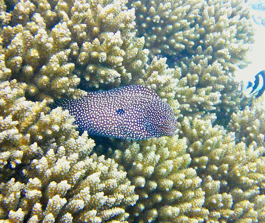 Strand Shandrani Beachcomber Resort & Spa