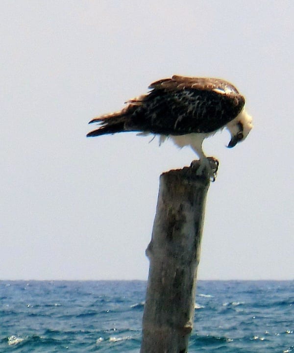 Weißkopfseeadler am Strand Bahia Principe Grand Tulum