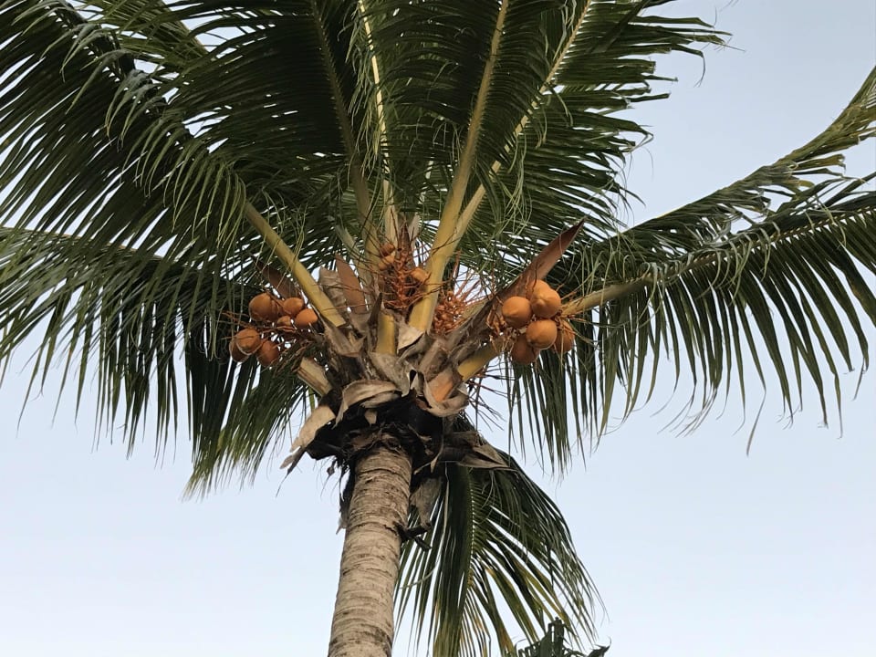 Gartenanlage Mauricia Beachcomber Resort & Spa