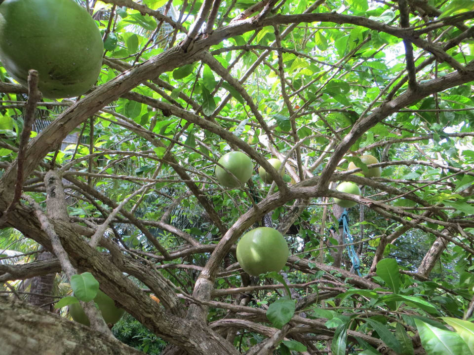 Tolle Kalabassen Pflanze im Gelände Adaaran Select Hudhuran Fushi - Premium All Inclusive