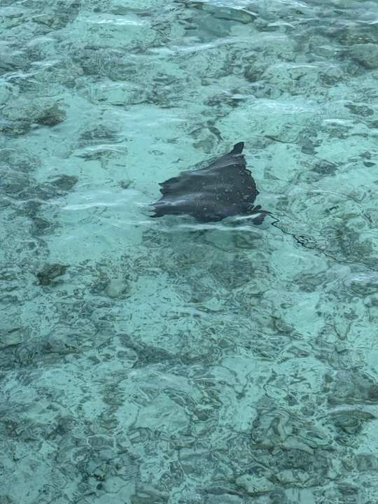 Sonstiges Safari Island Maldives