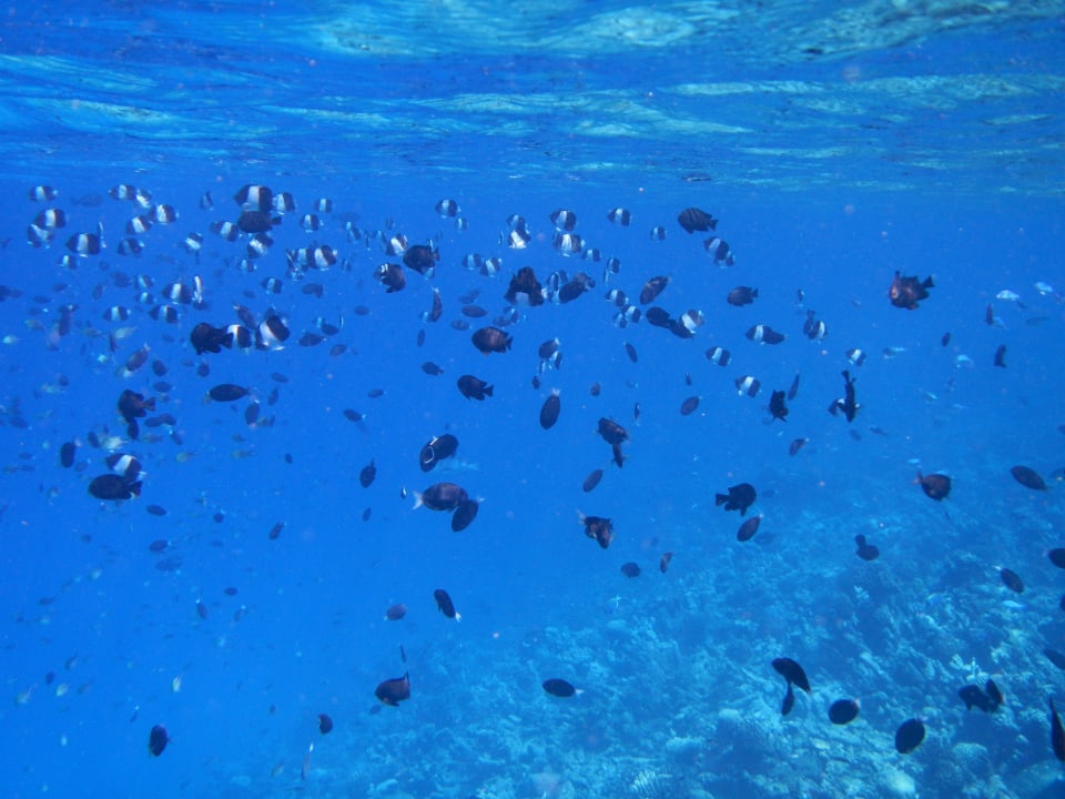 Wie im Aquarium Veligandu Maldives Resort Island