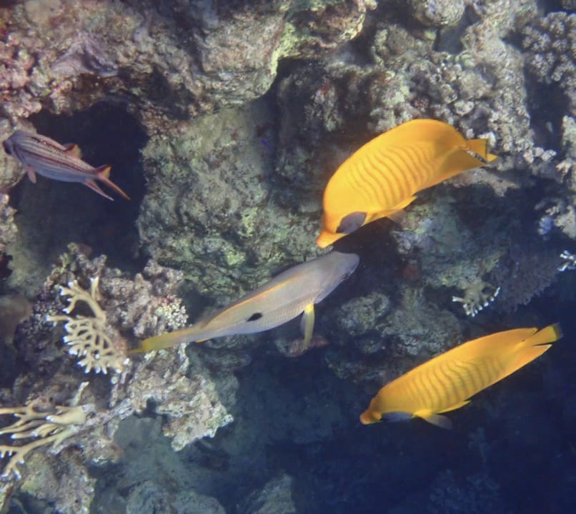 Sport & Freizeit Steigenberger Coraya Beach - Adults only