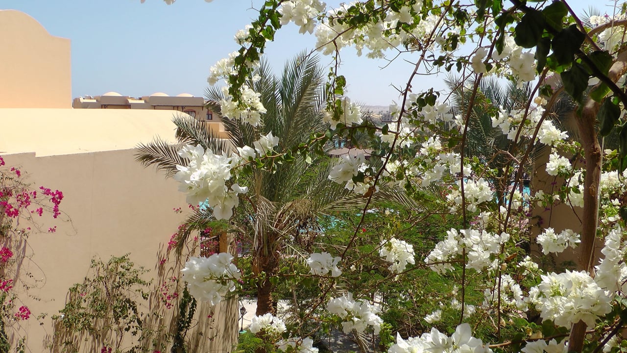 Bild Steigenberger Coraya Beach - Adults only