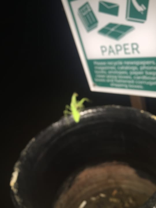 Sonstiges Jaz Solaya