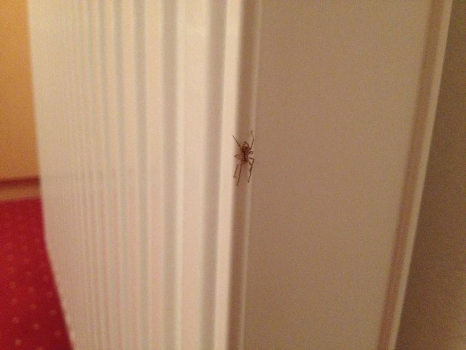 Wir hatten kleine Mitbewohner im Zimmer... Hotel Restaurant Stefanihof