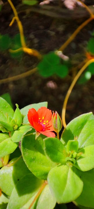 Gartenanlage Saphir Resort & Spa