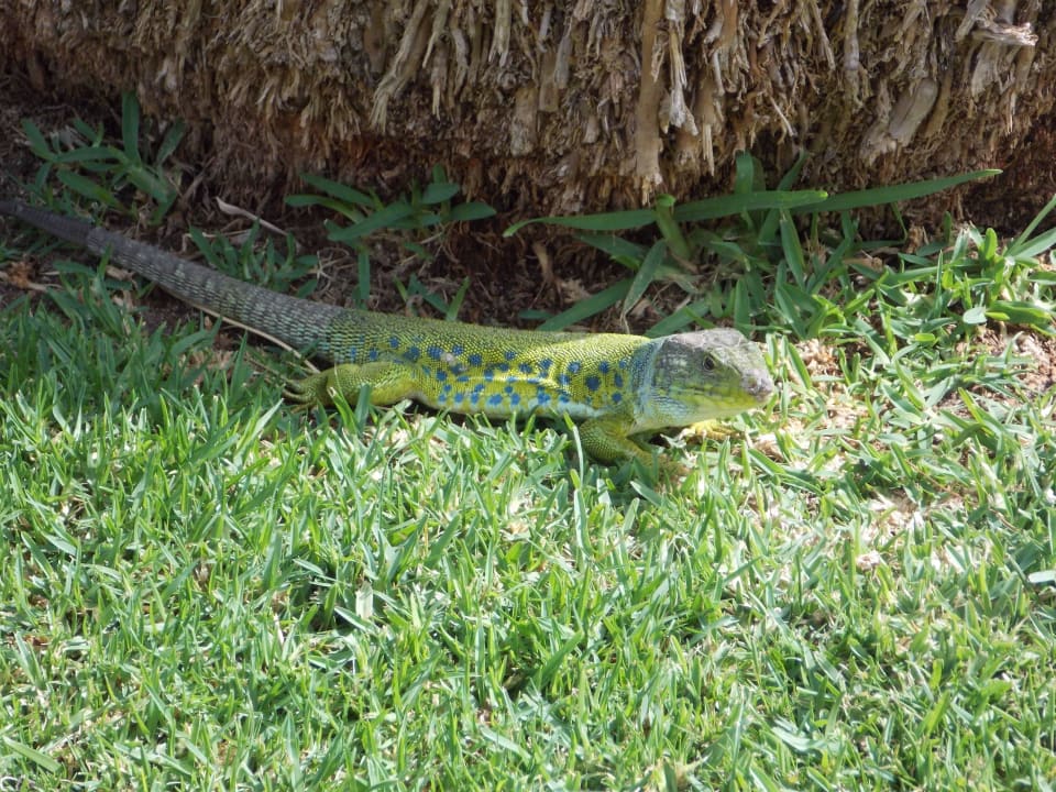 Haustiere ? Nee aber toll und Sehenswert ! Hotel Playa de la Luz
