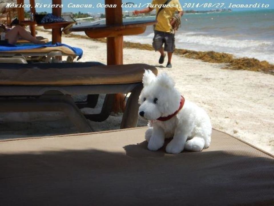 Naila on the beach 1 Ocean Coral & Turquesa by H10