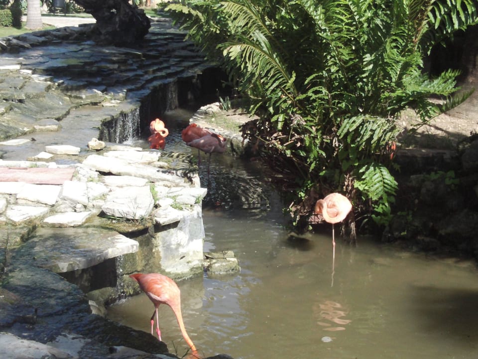 Einfach paradiesisch Villas Bavaro Resort & Spa