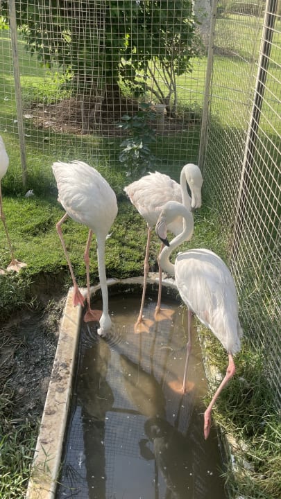 Gartenanlage Sofitel Winter Palace Luxor & Pavillon Winter Luxor