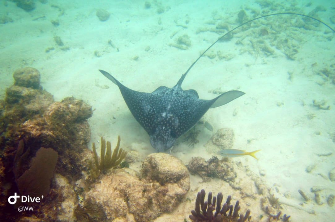 Sport & Freizeit Akumal Bay Beach & Wellness Resort