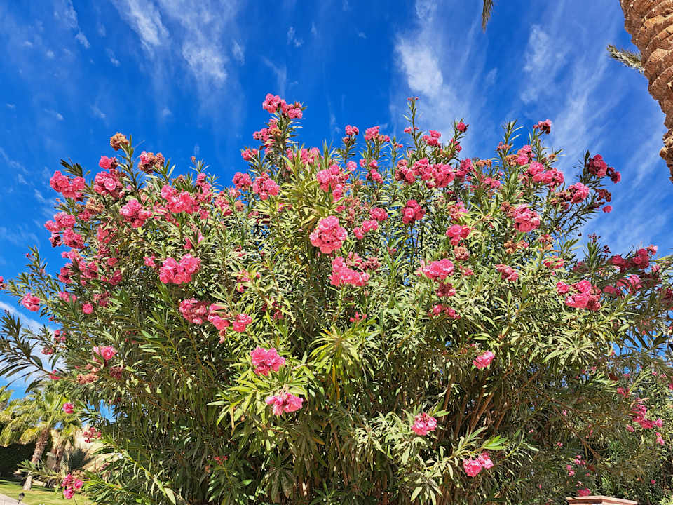 Sonstiges Steigenberger Coraya Beach - Adults only