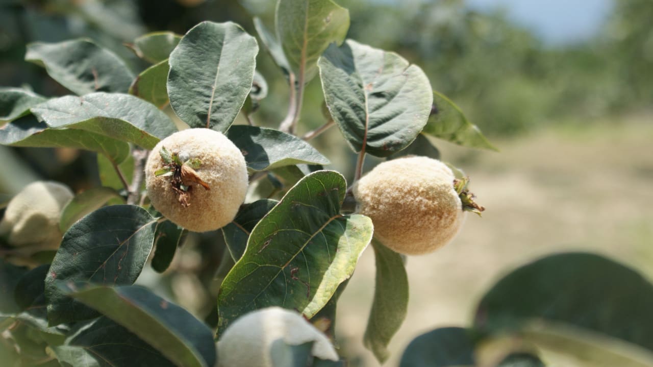 Owoce Apartments Marnic