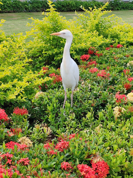 Gartenanlage Hideaway at Royalton Negril