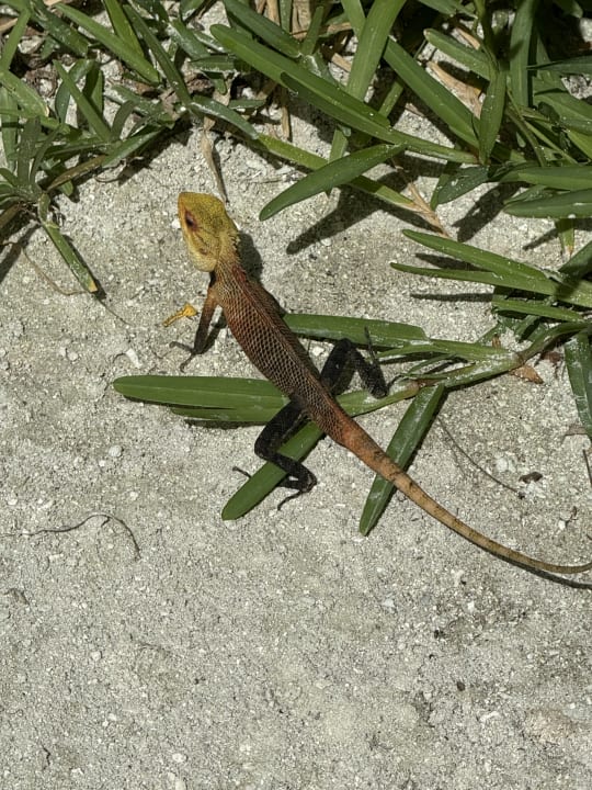 Sonstiges TUI BLUE Olhuveli Romance