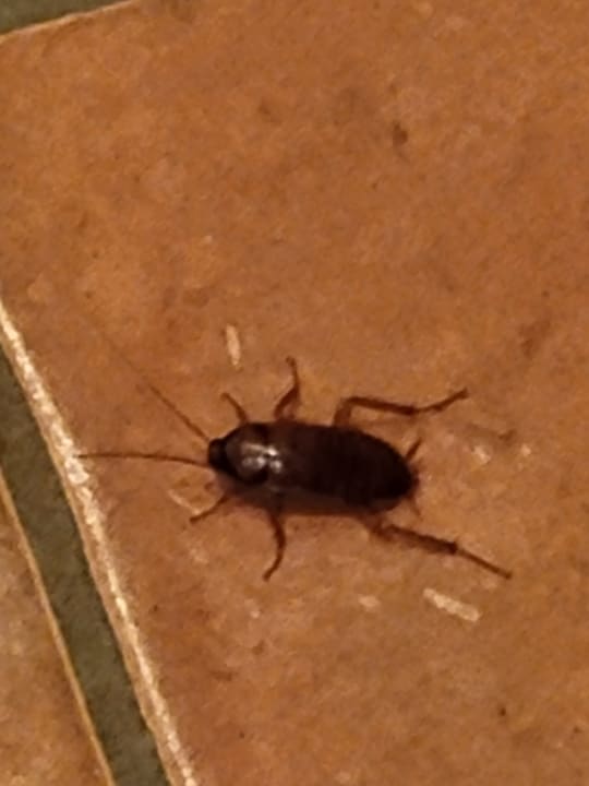 Zimmer Fuerte Costa Luz (Fuerte Conil-Resort)