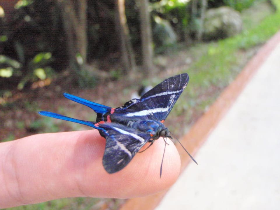 Schmetterling Grand Palladium Kantenah Resort & Spa
