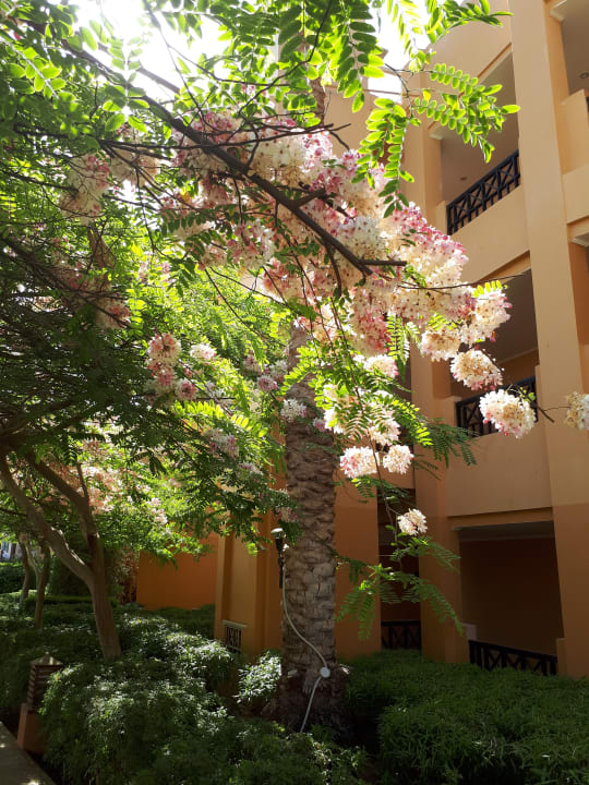 Gartenanlage Stella Beach Resort & Spa Makadi Bay