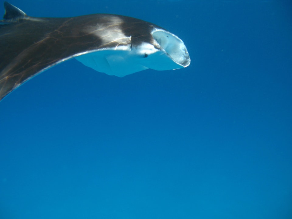 Beim Schnorcheln Vilamendhoo Island Resort & Spa