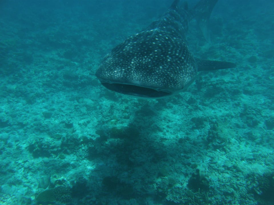 Von vorne Mirihi Island Resort