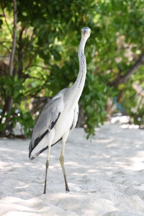 Ein Reiher Vilamendhoo Island Resort & Spa