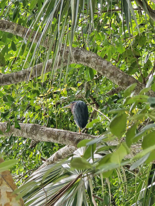 Sonstiges Catalonia Royal Tulum Beach & Spa Resort - Adults only