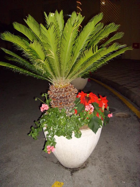 Palme mit Weihnachtsstern Hotel Riu Vistamar