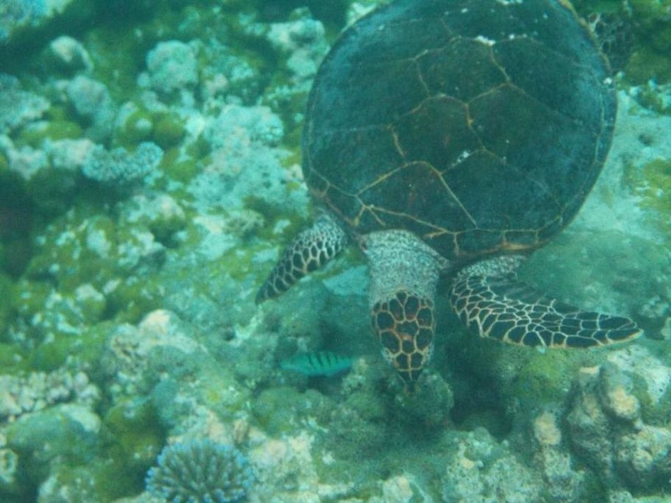 Unterwasser (Schildkröte) Summer Island Maldives