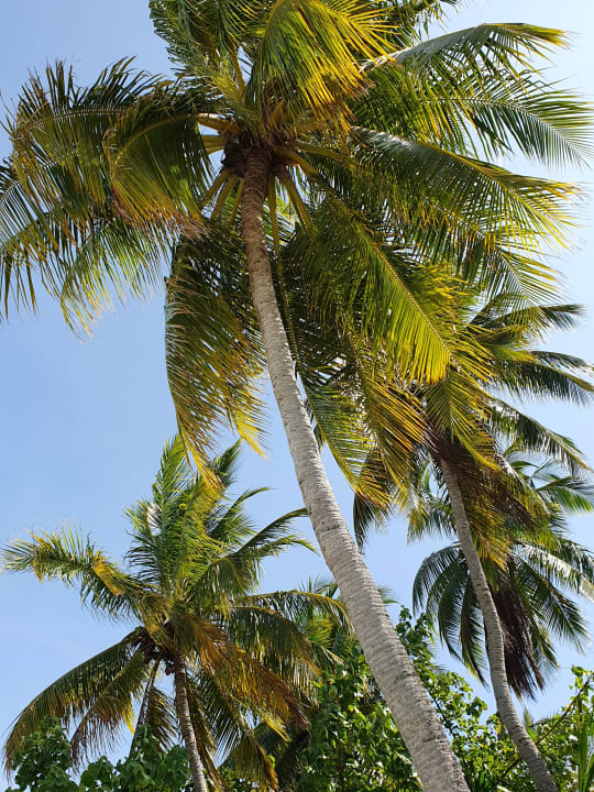 Gartenanlage ROBINSON MALDIVES