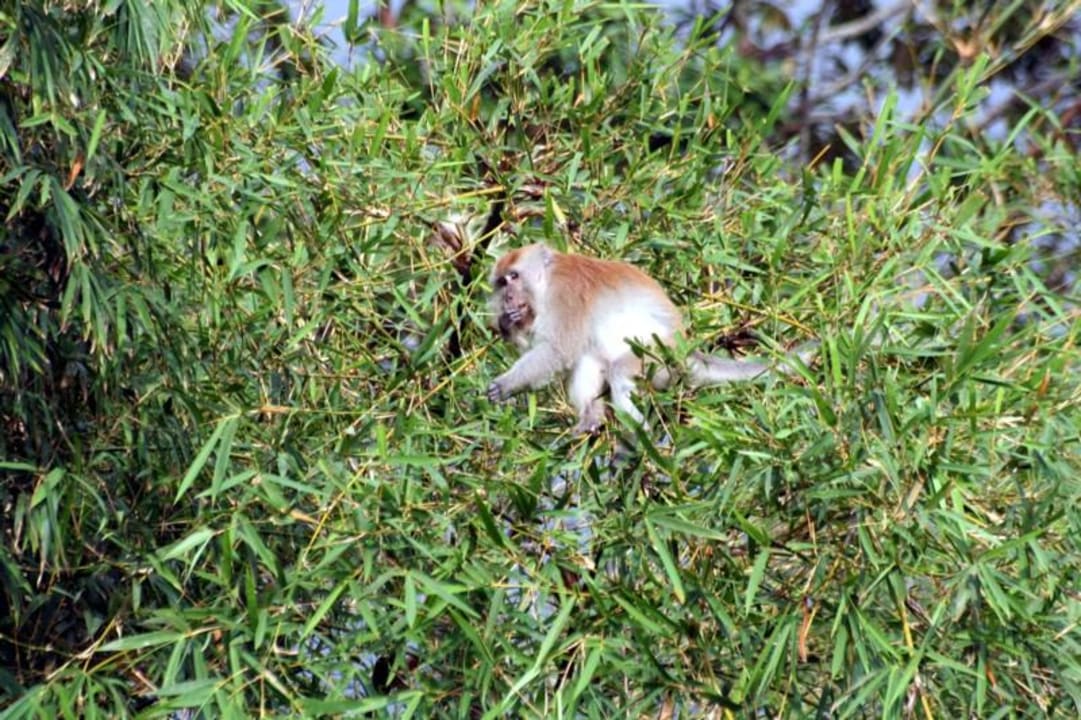 Vorsicht Diebe! Bamboo Hill Chalets