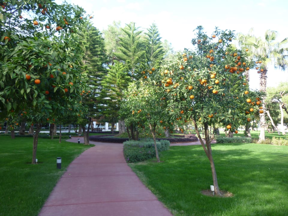Ein ganzer Weg mit Orangenbäumen TUI MAGIC LIFE Beldibi +16