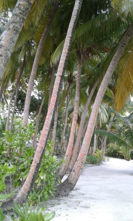 Gartenanlage Kuramathi Maldives