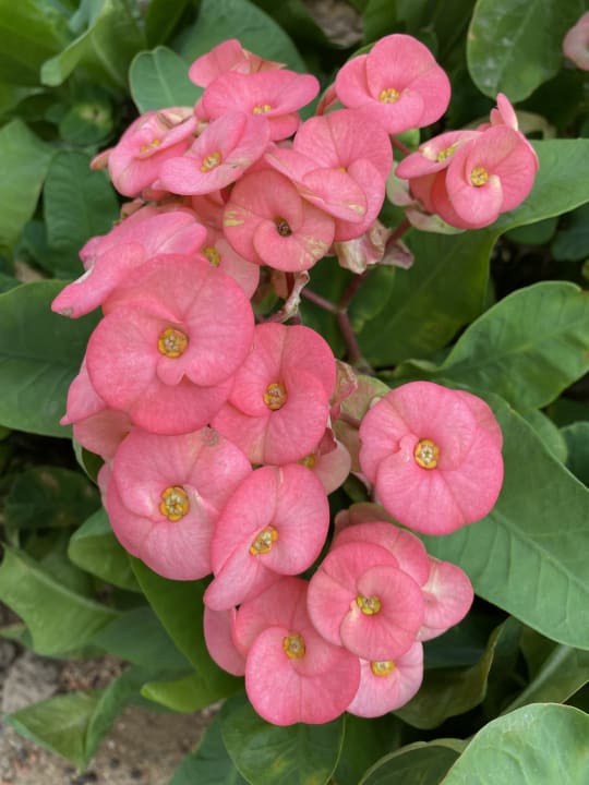 Gartenanlage Lahami Bay Beach Resort