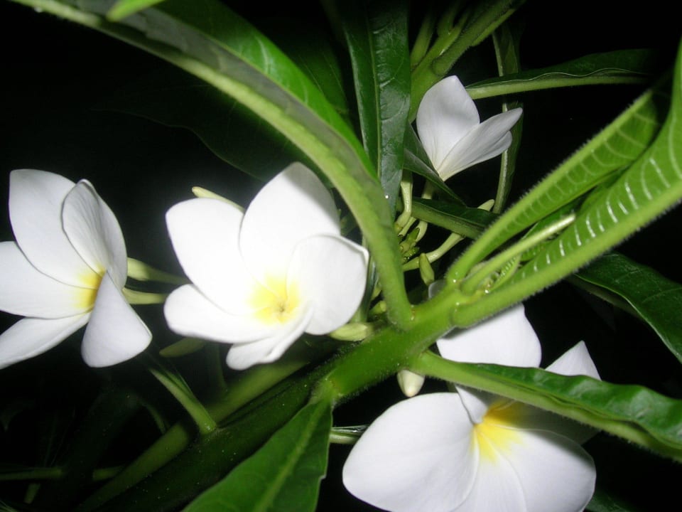 Plumeria pudica flowering Hotel Kathrin Beach