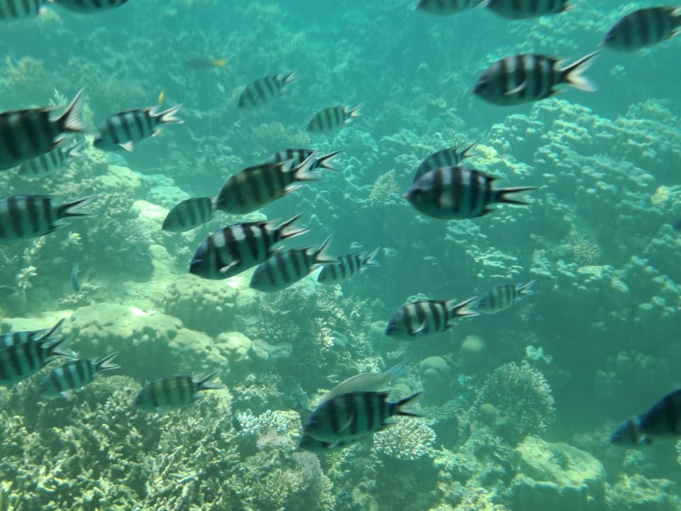 Sport & Freizeit Club Paradisio El Gouna, Red Sea